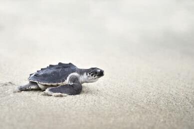 Programa de conservação de tartarugas marinhas