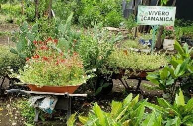 Programa de viveiros de plantas nativas