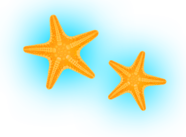 Estrelas do mar